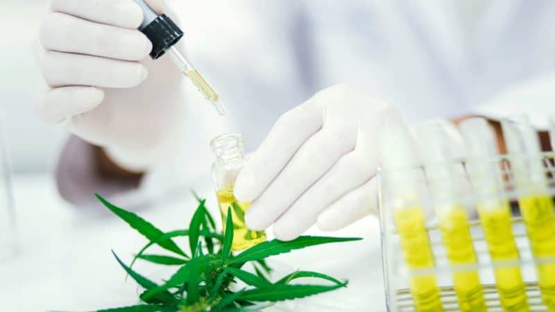 טיפול בסכיזופרניה עם CBD